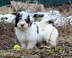 Собаки в других городах Московской области: щенок породы Хаванез на продажу Мальчик, 130 000 руб. - фото 5
