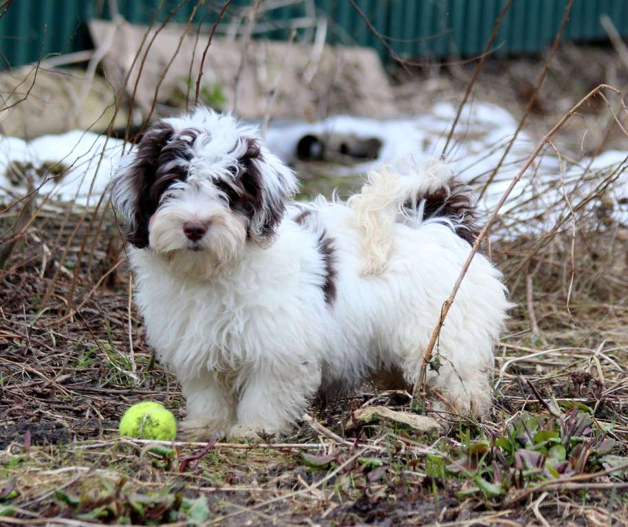 Собаки в других городах Московской области: щенок породы Хаванез на продажу Мальчик, 130 000 руб. - фото 5