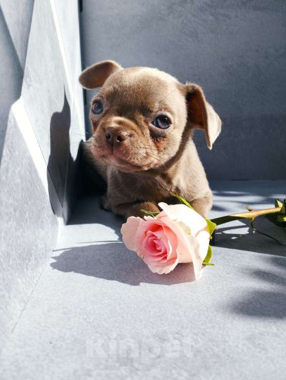 Собаки в Москве: Лиловая девочка щенки чихуахуа Девочка, 40 000 руб. - фото 3