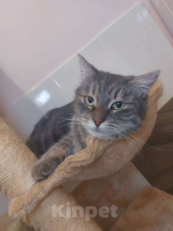 Кошки в Москве: Савва, самый уютный кот Мальчик, Бесплатно - фото 2