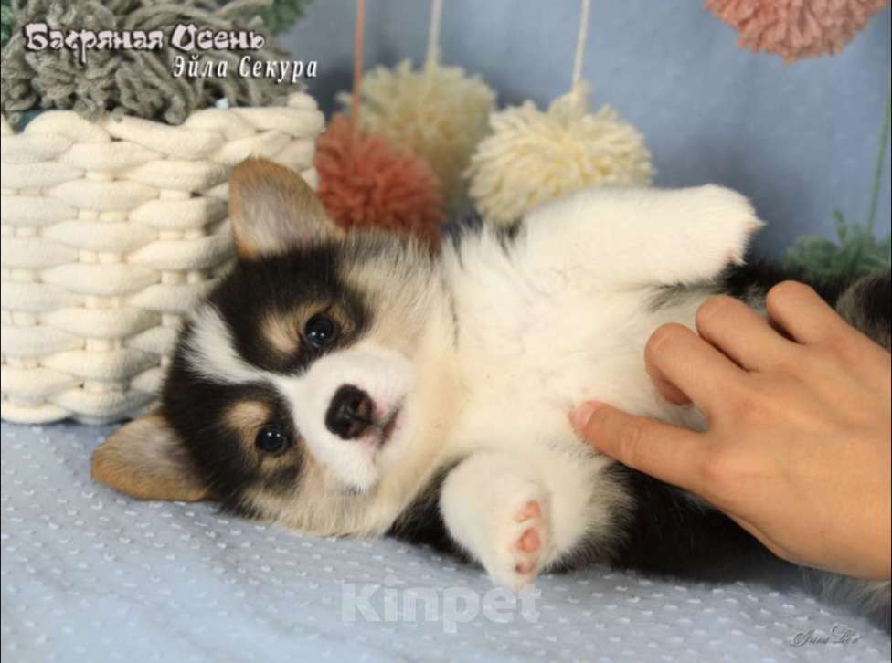 Собаки в Москве: Чакибусенок #4 яркая малышка триколор, очень темпераментная Эйла Секура Девочка, Бесплатно - фото 7