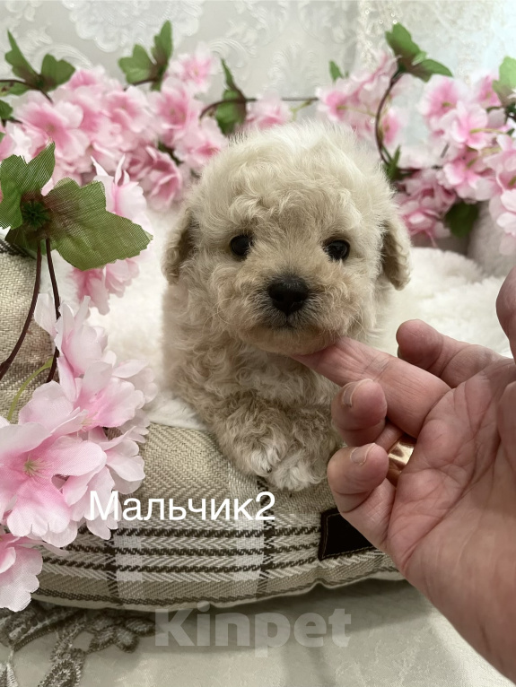 Собаки в Москве: Мальтипу  мини мальчики Мальчик, 55 000 руб. - фото 3