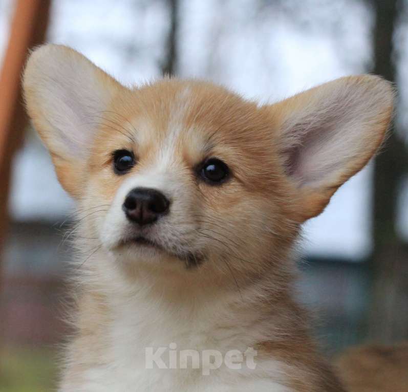 Собаки в Москве: Amansi Just about love Девочка, 70 000 руб. - фото 1