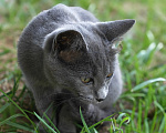 Кошки в Люберцах: Срочно ищем дом до холодов для котенка Грейс Девочка, Бесплатно - фото 5