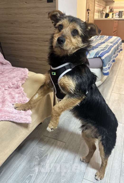 Собаки в Москве: Собака в добрые руки Мальчик, Бесплатно - фото 3