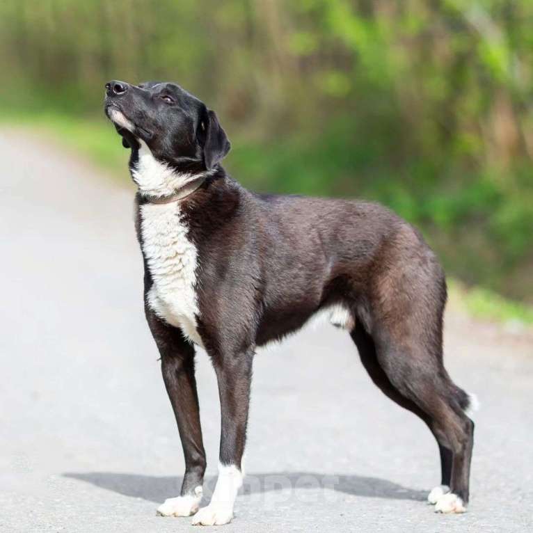 Собаки в Москве: Бурбона обижают из-за небольшого размера Мальчик, Бесплатно - фото 5