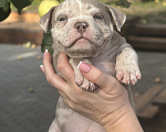 Собаки в Лыткарино: Девочка AMERICAN BULLY 🔥🔥🔥 Девочка, 110 000 руб. - фото 8