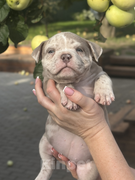 Собаки в Лыткарино: Девочка AMERICAN BULLY 🔥🔥🔥 Девочка, 110 000 руб. - фото 8