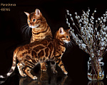 Кошки в Санкт-Петербурге: Бенгальские котята Девочка, 40 000 руб. - фото 3