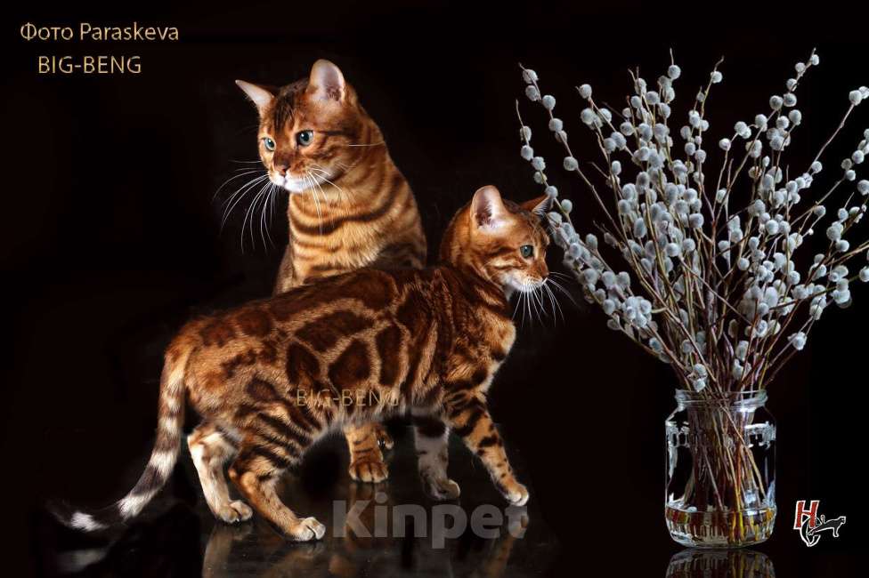 Кошки в Санкт-Петербурге: Бенгальские котята Девочка, 40 000 руб. - фото 3