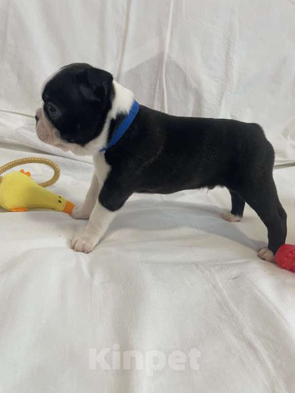 Собаки в других городах Ярославской области: Азарт Бостон-терьер Мальчик, 65 000 руб. - фото 4