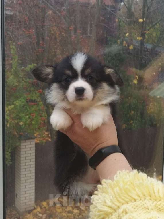 Собаки в Москве: Триколорная черноголовая сука вельш корги пемброк Девочка, 90 000 руб. - фото 2