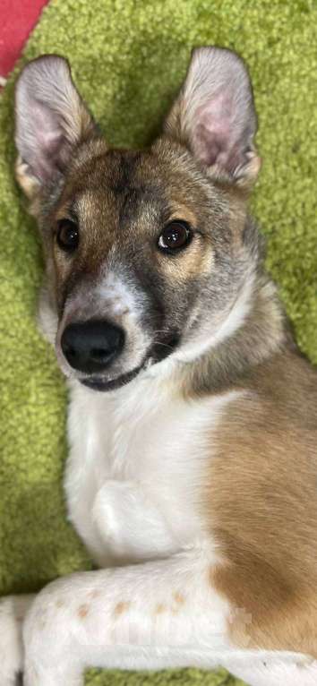 Собаки в других городах Московской области: Милана якутенок Девочка, Бесплатно - фото 2