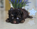 Собаки в Москве: Шоколадный йорк щенок мальчик Мальчик, 50 000 руб. - фото 1