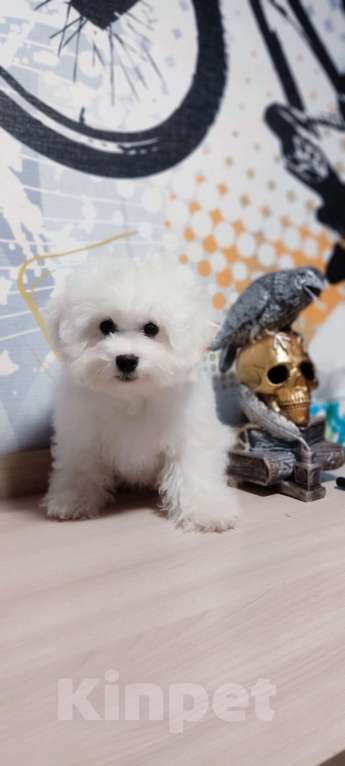 Собаки в Москве: Бишон фризе Мальчик, 70 000 руб. - фото 2