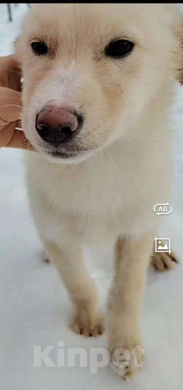 Собаки в Наро-Фоминске: Герцог якутенок команды ппбж Якутска Мальчик, Бесплатно - фото 2