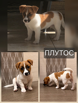 Продам Джек Рассел Терьер