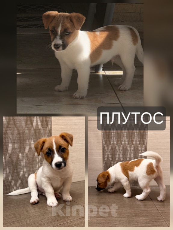 Собаки в Ростове-на-Дону: Продам Джек Рассел Терьер Мальчик, 40 000 руб. - фото 1