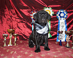 Собаки в Москве: Щенки из профессионального питомника Мальчик, 60 000 руб. - фото 1