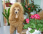 Собаки в Лабинске: Мальчик для вязки. Мальчик, 1 руб. - фото 1
