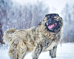 Собаки в Москве: Годовалый кавказец в дар, Бесплатно - фото 5