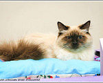 Кошки в Астрахани: Невские маскарадные котята, 35 000 руб. - фото 10