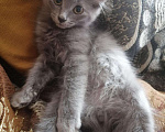 Кошки в Закаменске: Котенок, 1 руб. - фото 1
