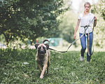 Собаки в Видном: Фреса Девочка, Бесплатно - фото 3