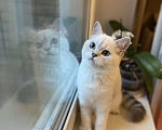 Кошки в Москве: Шотландский котенок, 10 000 руб. - фото 1