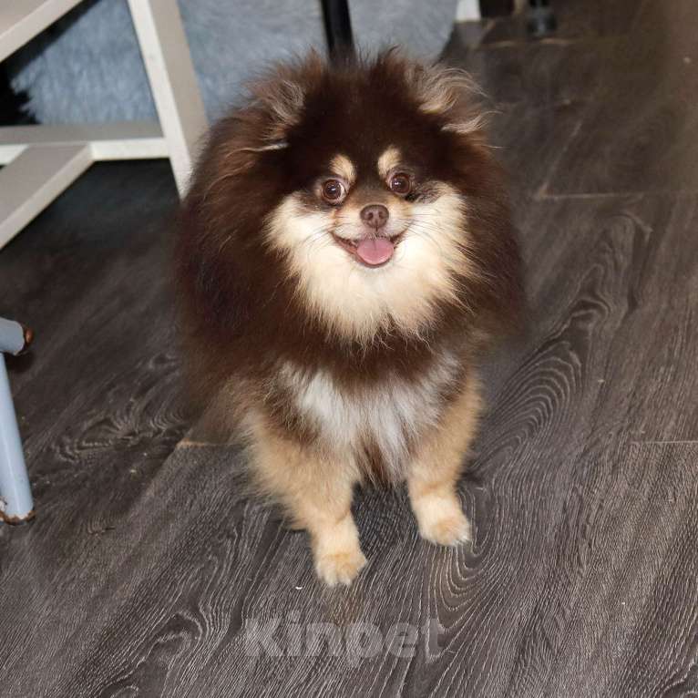 Собаки в Москве: взрослый кобель Шпица Мальчик, 55 000 руб. - фото 4