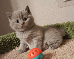 Кошки в Всеволожске: Красивая британская малышка Девочка, 25 000 руб. - фото 1