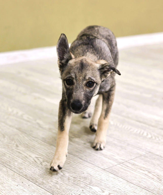 Собаки в Москве: Щенок бесплатно в Москве Девочка, Бесплатно - фото 3