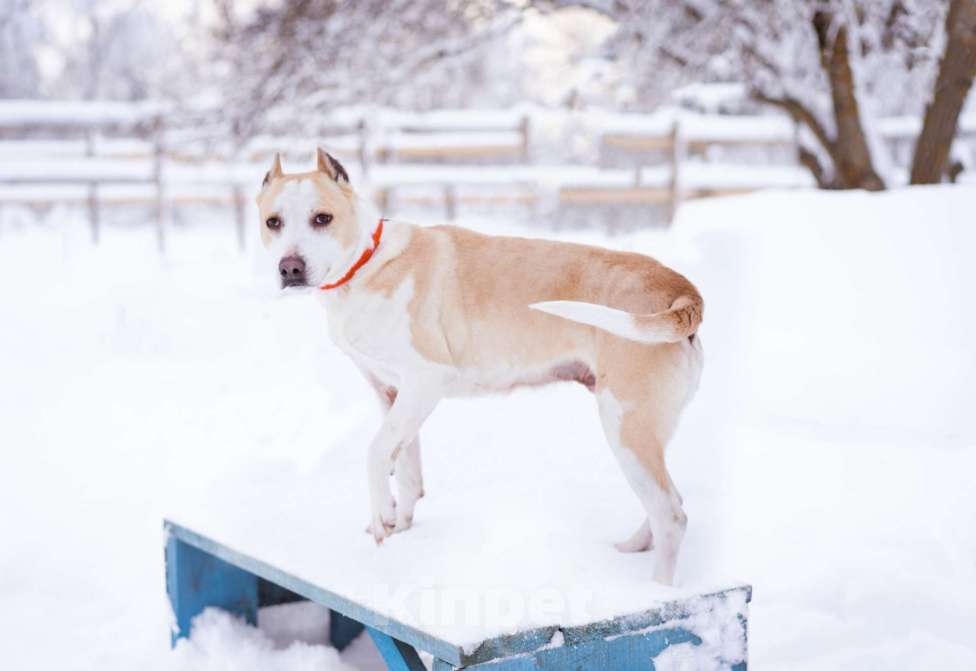 Собаки в Москве: Девочка, 4 года, в приюте - ищет дом Девочка, Бесплатно - фото 7