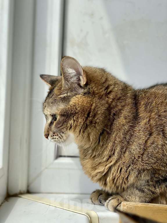 Кошки в Москве: Плюшевая кошечка Сильва в добрые руки Девочка, Бесплатно - фото 8