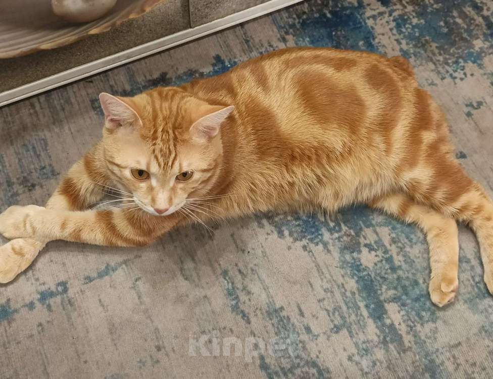 Кошки в других городах Красноярского края: Потерялся кот Мальчик, Бесплатно - фото 3