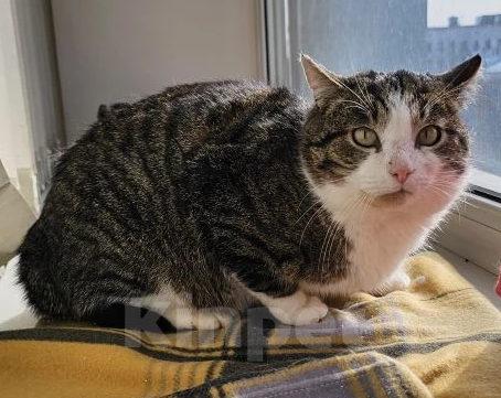 Кошки в Москве: Очень обстоятельный котик Борис ищет семью Мальчик, Бесплатно - фото 2