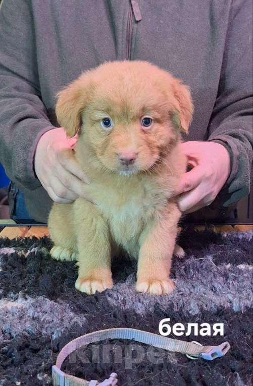 Собаки в Екатеринбурге: Новошотландский ретривер Девочка, 80 000 руб. - фото 1