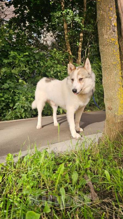 Собаки в Москве: Лайка Сема ищет дом Мальчик, Бесплатно - фото 4