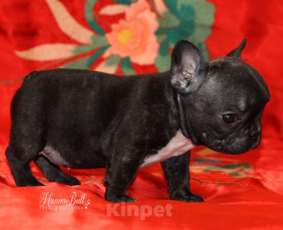 Собаки в Москве: Девочка французский бульдог Ляля Девочка, 75 000 руб. - фото 3