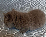 Кошки в других городах Воронежской области: Манчкин, короткие лапки Девочка, Бесплатно - фото 3