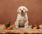 Собаки в Сертолово: Щенки лабрадора из питомника  Мальчик, Бесплатно - фото 8