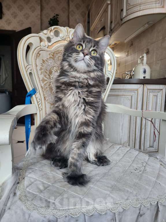 Кошки в Москве: Котёнок мейн кун полидакт Девочка, 70 000 руб. - фото 2