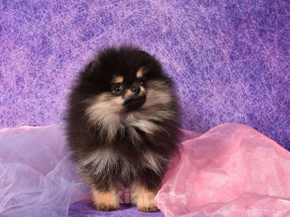 Собаки в Москве: Померанский шпиц девочка Принцесса  Девочка, 50 000 руб. - фото 4