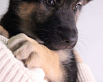 Собаки в Москве: Милейший щенок 2 месяца Кнопка в дар Девочка, Бесплатно - фото 2