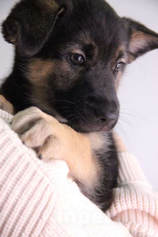 Собаки в Москве: Милейший щенок 2 месяца Кнопка в дар Девочка, Бесплатно - фото 2