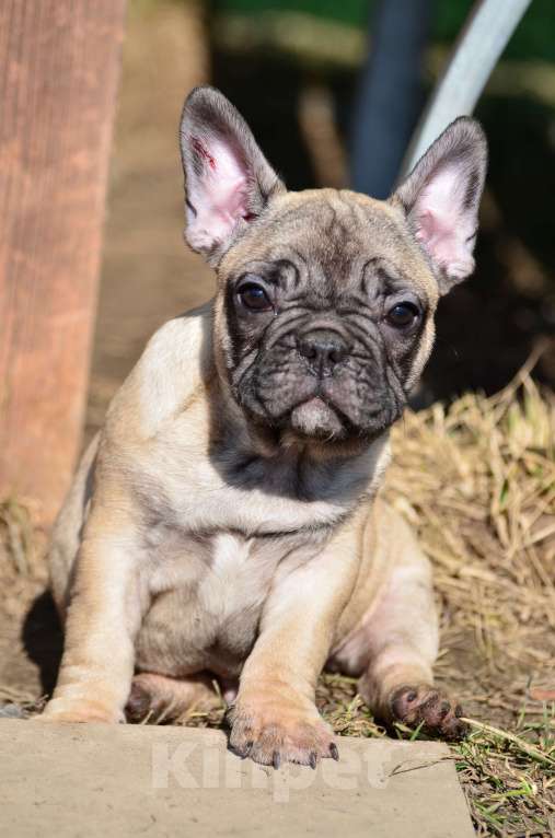 Собаки в Старом Купавне: Ленечка Мальчик, 50 000 руб. - фото 2