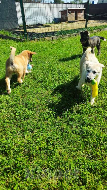 Собаки в других городах Московской области: Мишель Девочка, Бесплатно - фото 6