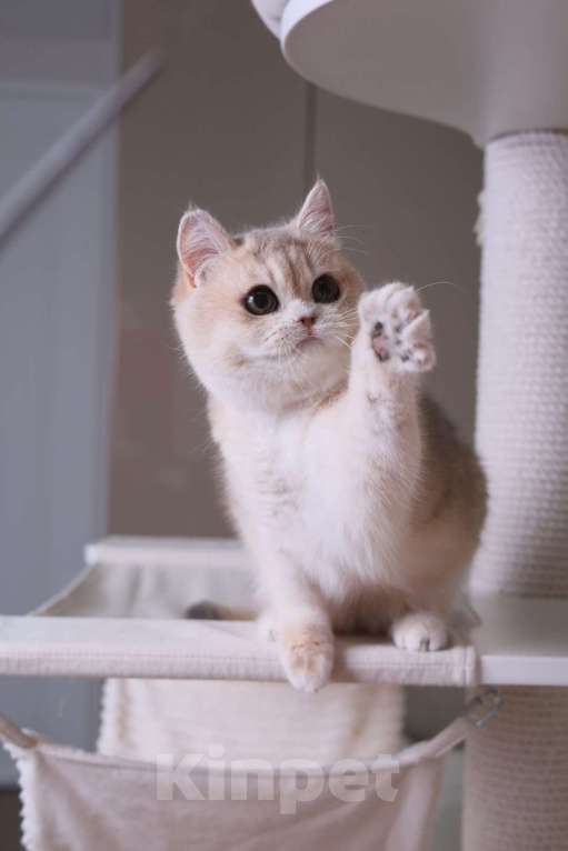 Кошки в Санкт-Петербурге: Британские котята Девочка, 80 000 руб. - фото 1