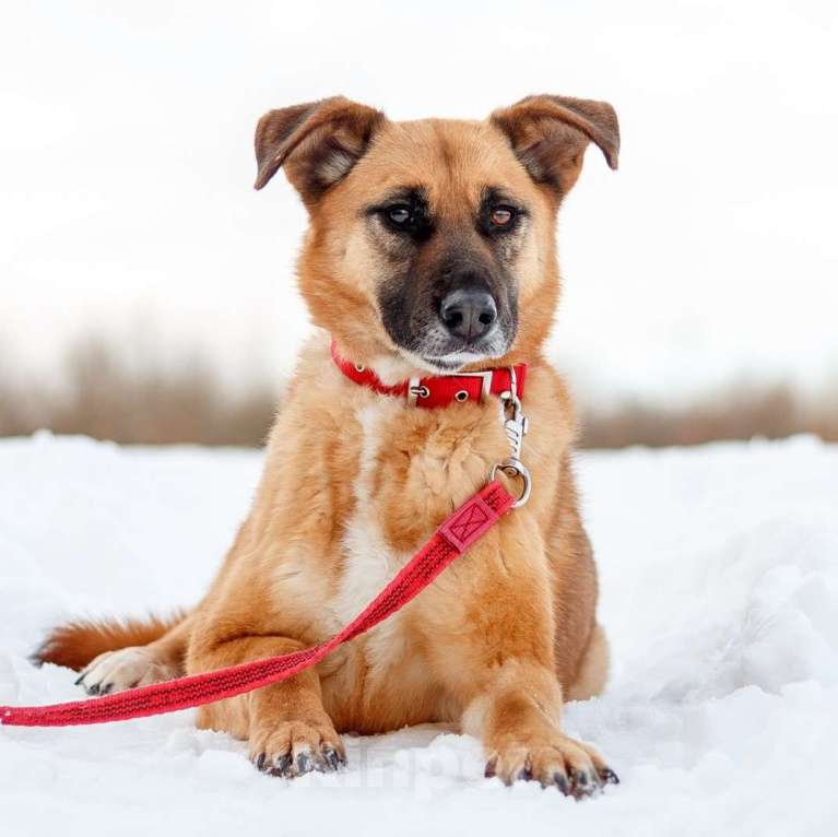 Собаки в Москве: Пона Девочка, Бесплатно - фото 2