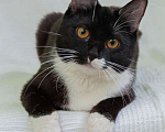 Кошки в Москве: Черно-белая изящная кошка Марси в добрые руки Девочка, Бесплатно - фото 2